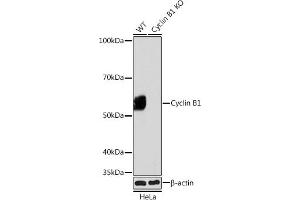 Western blot analysis of extracts from wild type (WT) and Cyclin B1 knockout (KO) HeLa cells, using Cyclin B1 antibody (ABIN7266553) at 1:1000 dilution. (Cyclin B1 antibody)