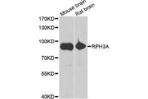Western blot analysis of extracts of mouse brain and rat brain cell lines, using RPH3A antibody. (RPH3A antibody)