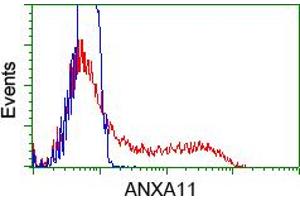 HEK293T cells transfected with either pCMV6-ENTRY ANXA11 (RC212191) (Red) or empty vector control plasmid (Blue) were immunostained with anti-ANXA11 mouse monoclonal (ABIN2452757), and then analyzed by flow cytometry. (Annexin A11 antibody)