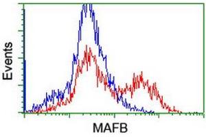 Image no. 2 for anti-Transcription Factor MafB (MAFB) antibody (ABIN1499251) (MAFB antibody)