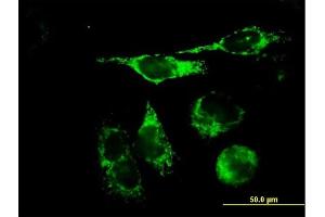 Immunofluorescence of purified MaxPab antibody to TFAM on HeLa cell. (TFAM antibody  (AA 1-246))