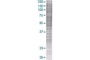 Western Blotting (WB) image for PLSCR1 293T Cell Transient Overexpression Lysate(Denatured) (ABIN1332997)