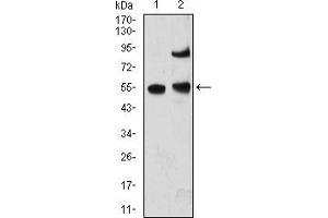 Western blot analysis using MECP2 mouse mAb against A431 (1) and MCF-7 (2) cell lysate.