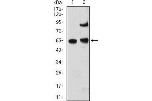 MECP2 抗体  (AA 7-148)