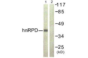 Western Blotting (WB) image for anti-Heterogeneous Nuclear Ribonucleoprotein D (HNRNPD) (Ser83) antibody (ABIN1848048) (HNRNPD/AUF1 antibody  (Ser83))