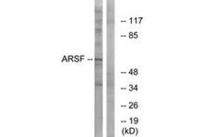 Western blot analysis of extracts from COS7 cells, using ARSF Antibody. (ARSF antibody  (AA 301-350))