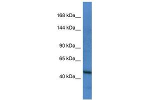 Host: Rabbit Target Name: FLT1 Sample Type: HepG2 Whole Cell lysates Antibody Dilution: 1. (FLT1 antibody  (C-Term))