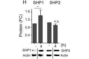Western Blotting (WB) image for anti-Protein-tyrosine Phosphatase 1C (PTPN6) antibody (ABIN2855500)