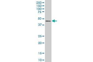 IRF2 monoclonal antibody (M01), clone 3D6 Western Blot analysis of IRF2 expression in Hela S3 NE . (IRF2 antibody  (AA 216-315))