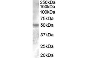 Image no. 1 for anti-Estrogen-Related Receptor gamma (ESRRG) (Internal Region) antibody (ABIN375117) (ESRRG antibody  (Internal Region))