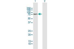 Western Blot analysis of C13orf18 expression in transfected 293T cell line by C13orf18 MaxPab polyclonal antibody. (C13orf18 antibody  (AA 1-595))