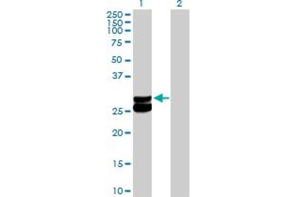 ECHS1 antibody  (AA 1-290)