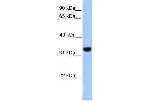 WB Suggested Anti-CACNG4 Antibody Titration:  0. (CACNG4 antibody  (N-Term))