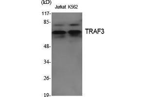 Western Blot (WB) analysis of specific cells using TRAF3 Polyclonal Antibody.
