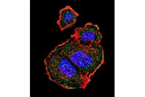 Confocal immunofluorescent analysis of Phospho-TSC2-p Antibody (ABIN389800 and ABIN2839696) with MCF-7 cell followed by Alexa Fluor 488-conjugated goat anti-rabbit lgG (green). (Tuberin antibody  (pSer939))