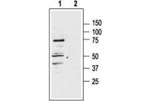 Western blot analysis of rat adrenal lysate: - 1. (MC1 Receptor antibody  (3rd Intracellular Loop))