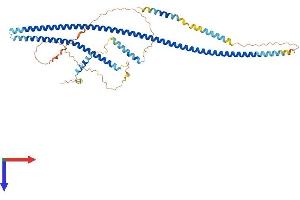 TRAF3IP3 Protein (AA 1-513) (His tag)