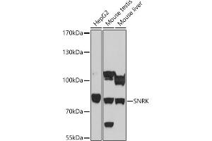 Western blot analysis of extracts of various cell lines, using SNRK antibody (ABIN7270381) at 1:1000 dilution. (SNRK antibody  (AA 140-240))