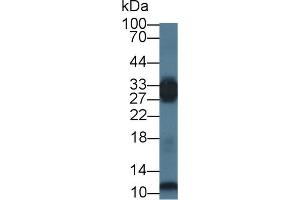 Western blot analysis of Mouse Skeletal muscle lysate, using Human PGAM2 Antibody (1 µg/ml) and HRP-conjugated Goat Anti-Rabbit antibody ( (PGAM2 antibody  (AA 1-236))