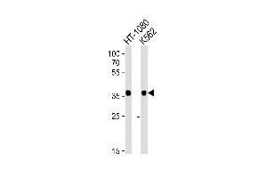 Western blot analysis of lysates from HT-1080, K562 cell line (from left to right), using MRGPRX3 Antibody (N-term) (ABIN6243666 and ABIN6577608). (MRGPRX3 antibody  (N-Term))