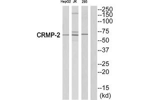 Western blot analysis of extracts from HepG2 cells, Jurkatcells and 293 cells, using CRMP2 (epitope around residue 522) antibody. (DPYSL2 antibody  (Ser522))