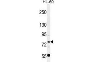 Western blot analysis in HL-60 cell line lysates (35ug/lane) detecting POU2F1 protein (arrow) by the use of POU2F1 (POU2F1 antibody  (Middle Region))