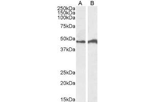 ABIN940553 (0. (IRF4 antibody  (C-Term))