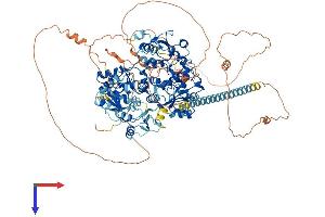 AlphaFold protein structure predicition of Human Recombinant PAXIP1 Protein, UniprotID Q6ZW49 (PAXIP1 Protein (AA 1-1069) (His tag))