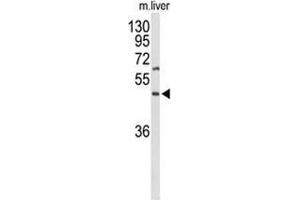 Western blot analysis of GPR160 (arrow) in mouse liver tissue lysates (35ug/lane) using GPR160/GPCR150 Antibody (C-term). (GPR160 antibody  (C-Term))