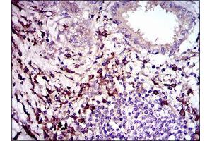 Immunohistochemistry (IHC) image for anti-Transforming Growth Factor, beta 1 (TGFB1) (AA 62-195) antibody (ABIN1846085) (TGFB1 antibody  (AA 62-195))