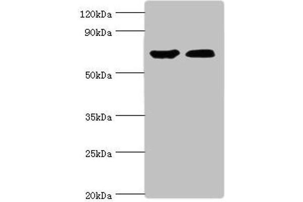CROT antibody  (AA 1-87)