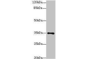 Western blot All lanes: MED27 antibody at 0.