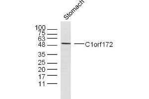 Mouse stomach lysates probed with C1orf172 Polyclonal Antibody, unconjugated  at 1:300 overnight at 4°C followed by a conjugated secondary antibody at 1:10000 for 90 minutes at 37°C.