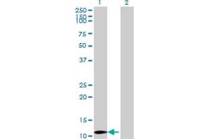 Western Blot analysis of LYZL4 expression in transfected 293T cell line by LYZL4 MaxPab polyclonal antibody.