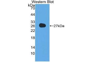 Western Blotting (WB) image for anti-Adiponectin (ADIPOQ) (AA 32-244) antibody (ABIN1857925) (ADIPOQ antibody  (AA 32-244))