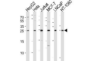 Western blot analysis of lysates from HepG2, Hela, Jurkat, MCF-7, LNCaP, HT-1080 cell line (from left to right), using FGF8 Antibody (N-term) (ABIN6243660 and ABIN6577641). (FGF8 antibody  (N-Term))