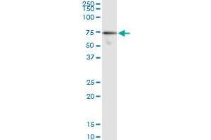 Immunoprecipitation of G3BP1 transfected lysate using anti-G3BP1 MaxPab rabbit polyclonal antibody and Protein A Magnetic Bead , and immunoblotted with G3BP monoclonal antibody (M01), clone 2F3 . (G3BP1 antibody  (AA 1-466))