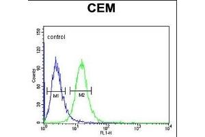 Z Antibody (N-term) (ABIN653866 and ABIN2843121) flow cytometric analysis of CEM cells (right histogram) compared to a negative control cell (left histogram). (ZNF160 antibody  (N-Term))