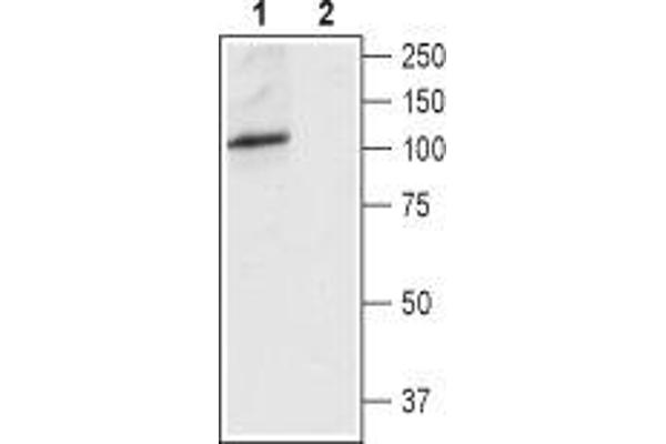 TRPV4 antibody  (3rd Extracellular Loop)