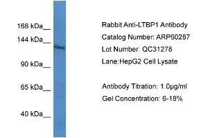 WB Suggested Anti-LTBP1  Antibody Titration: 0. (LTBP1 antibody  (C-Term))