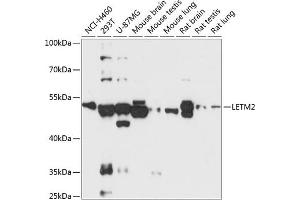 Western blot analysis of extracts of various cell lines, using LETM2 antibody (ABIN6131950, ABIN6143151, ABIN6143152 and ABIN6218019) at 1:3000 dilution. (LETM2 antibody  (AA 257-396))