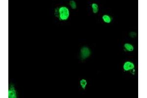 Anti-ELK3 mouse monoclonal antibody (ABIN2455066) immunofluorescent staining of COS7 cells transiently transfected by pCMV6-ENTRY ELK3 (RC203114). (ELK3 antibody)