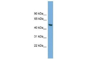ABHD1 antibody used at 0. (ABHD1 antibody  (Middle Region))