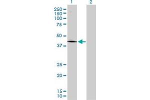 Western Blot analysis of PCYT1A expression in transfected 293T cell line by PCYT1A MaxPab polyclonal antibody. (PCYT1A antibody  (AA 1-367))