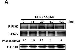 Western Blotting (WB) image for anti-Glyceraldehyde-3-Phosphate Dehydrogenase (GAPDH) antibody (ABIN2857072)