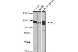 Western blot analysis of extracts of various cell lines using CXXC1 Polyclonal Antibody at dilution of 1:1000. (CXXC1 antibody)