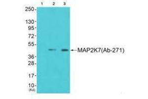 Western blot analysis of extracts from 293 cells (Lane 2) and cos-7 cells (Lane 3), using MAP2K7 (Ab-271) antiobdy. (MAP3K7 antibody  (Ser271))