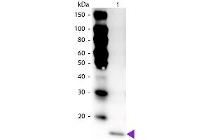 Western Blot of Peroxidase Conjugated Rabbit anti-IL-17F antibody. (IL17F antibody  (HRP))