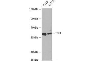 Western blot analysis of extracts of various cell lines using TCF4 Polyclonal Antibody at dilution of 1:1000. (TCF4 antibody)