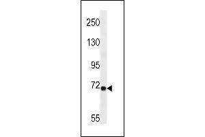 LRP10 Antibody (N-term) (ABIN657077 and ABIN2846240) western blot analysis in A549 cell line lysates (35 μg/lane).